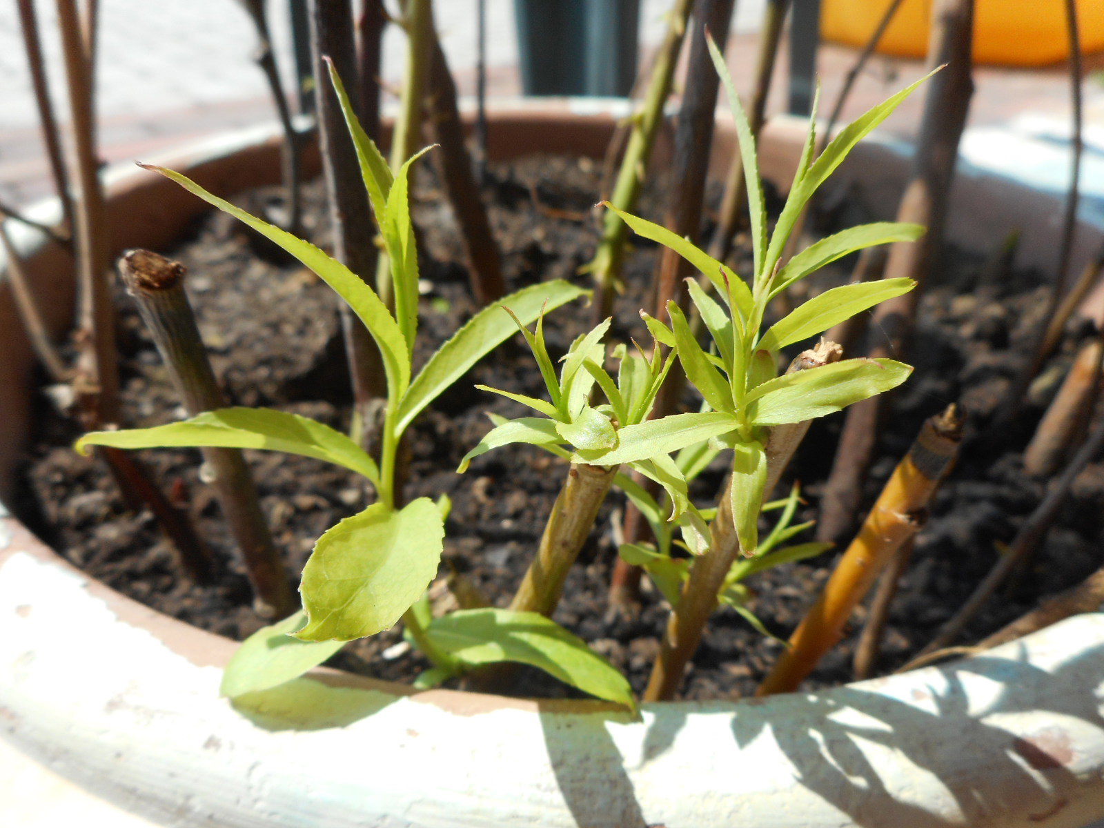 wierzba placzaca,ukorzeniona z patyka.ma tu 2 tyg
