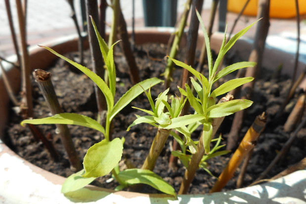 wierzba placzaca,ukorzeniona z patyka.ma tu 2 tyg