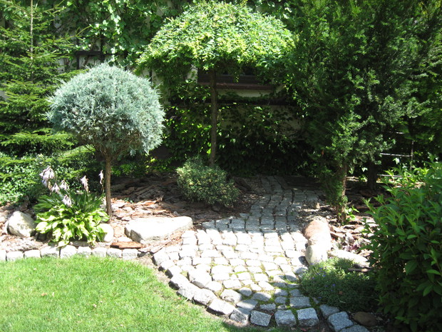 Wierzba w roli głównej oraz jałowce i krzewuszka cudowna