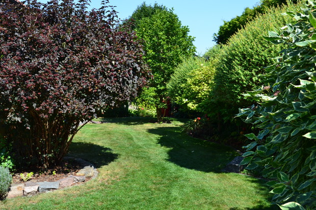 Wierzby hakuro, derenie i pęcherznice dające cień funkią i żurawką.