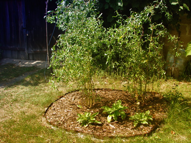 Wierzby Mandżurskie w towarzystwie funkii