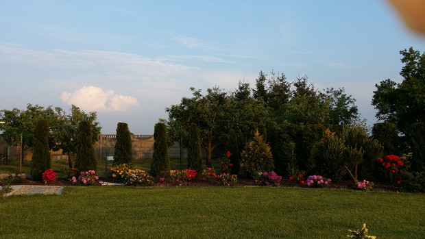 Wiosenny krajobraz z kwitnącymi różanecznikami