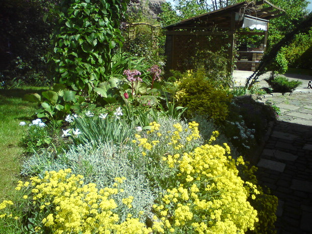 Wiosną przy wejściu do ogrodu pachną narcyzy i smagliczka skalna.