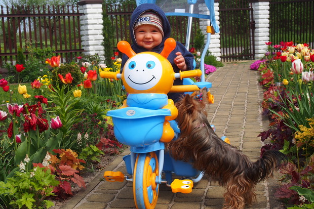 Wnusiu wśród tulipanów z przyjaciólką Lilusią