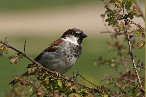 Wróbel Domowy (zdj.: Fotolia.com)