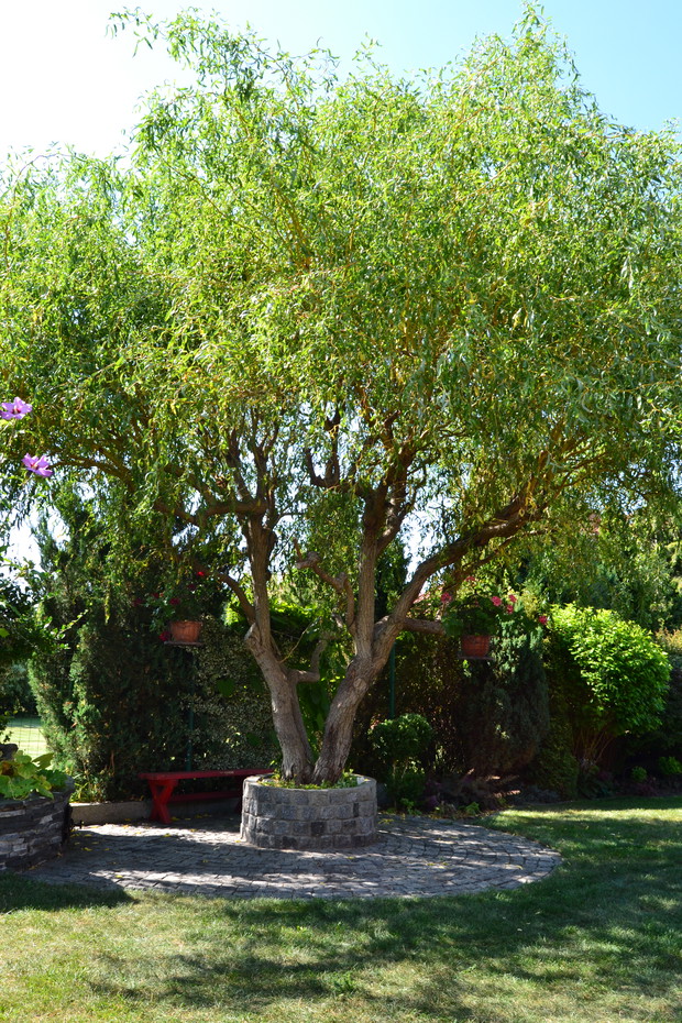 Z gałązki powstało dzrzewo (wierzba karłowata)