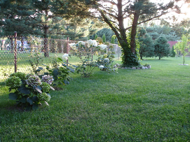 Zakątek hortensji – pięć odmian: ogrodowa „bela”, drzewiasta „annabelle”, bukietowa „vanille fraise”, drzewiasta "pink annabelle" i hortensja pnąca (na sośnie).