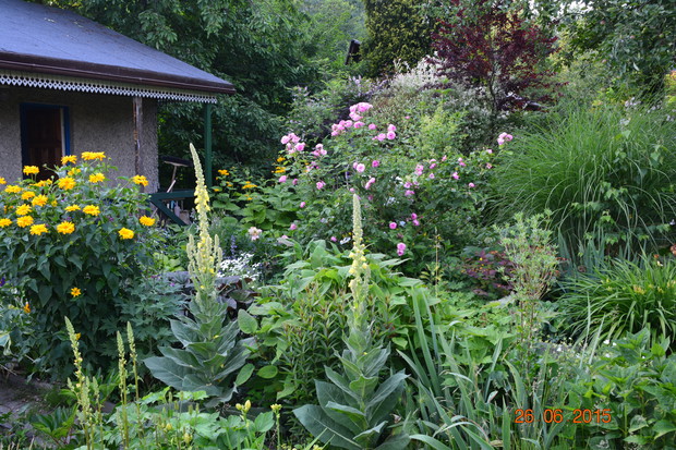 zawsze jakieś dziewanny wproszą się do ogrodu