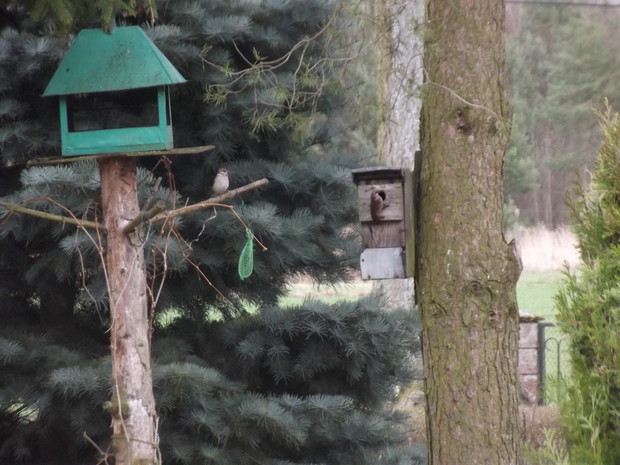 Zawsze znajdzie się miejsce dla naszych latających gości.