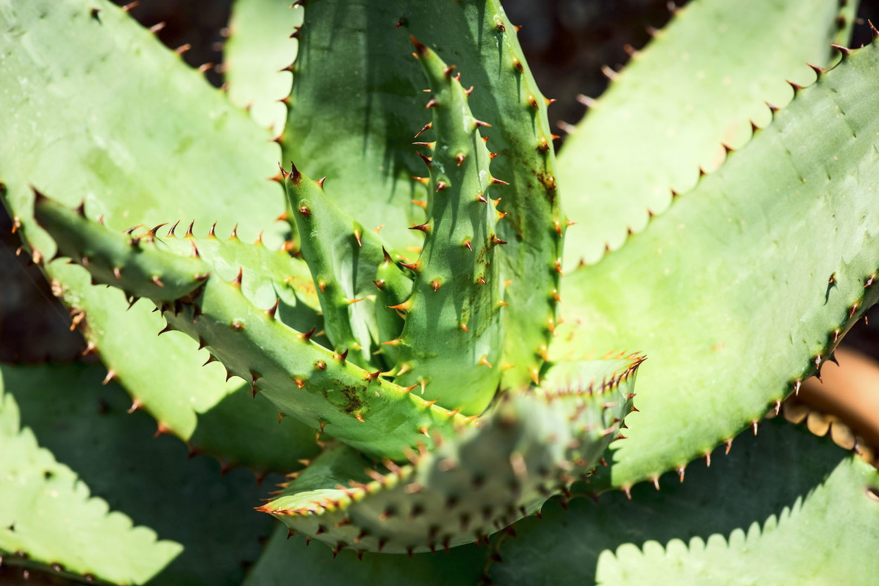 life plus aloe vera testberichte Aloe Vera Plus - Digestive Comfort & Skin