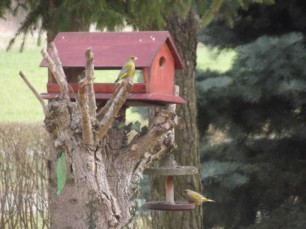 Zimą to ptaki dodają koloru naszemu ogrodowi!