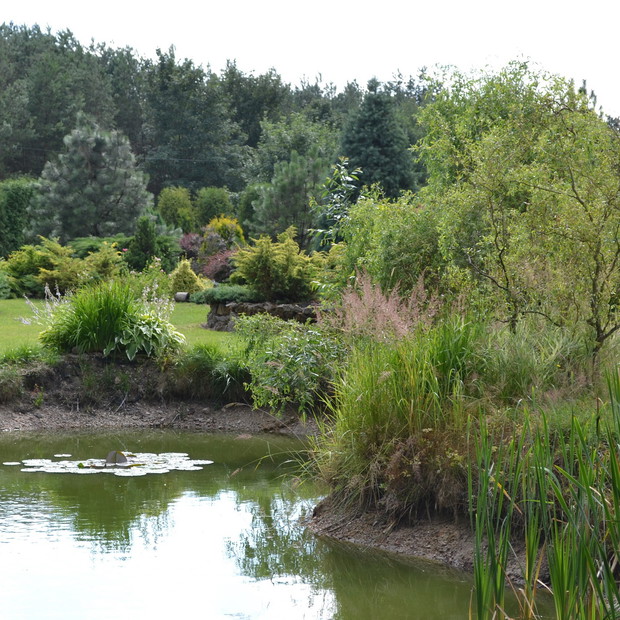 Źródło wody dla leśnych ptaków i zwierząt.