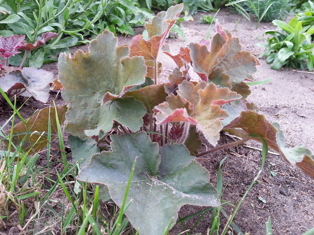 żurawka wyhodowana z nasion