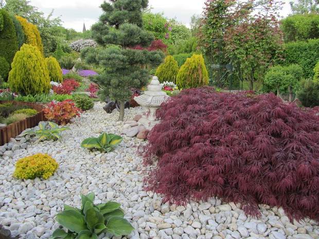 żwirowisko z klonem palmowym