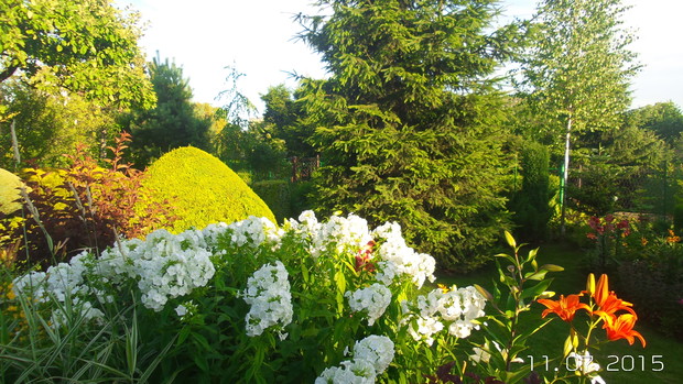 -----------------------