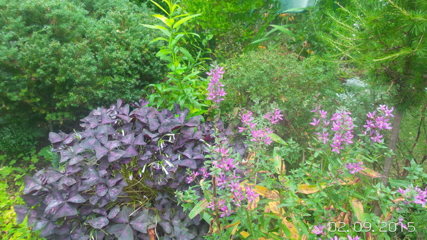 --------------------