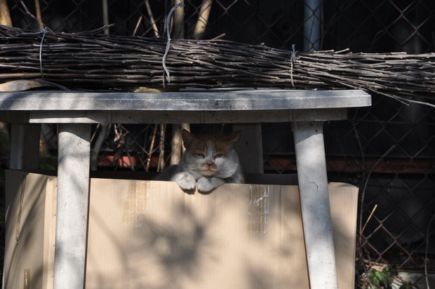 a kuku-nasz uluieniec-Rudek