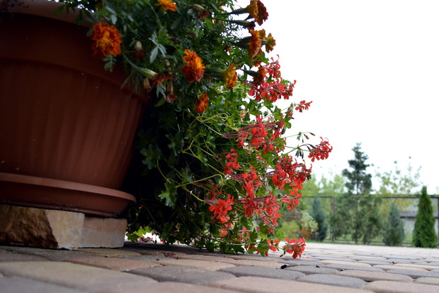 … a może ktoś się wychyli zza pelargonii?