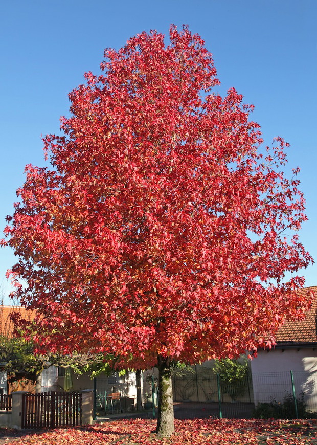 Ambrowiec (zdj.: Fotolia.com)