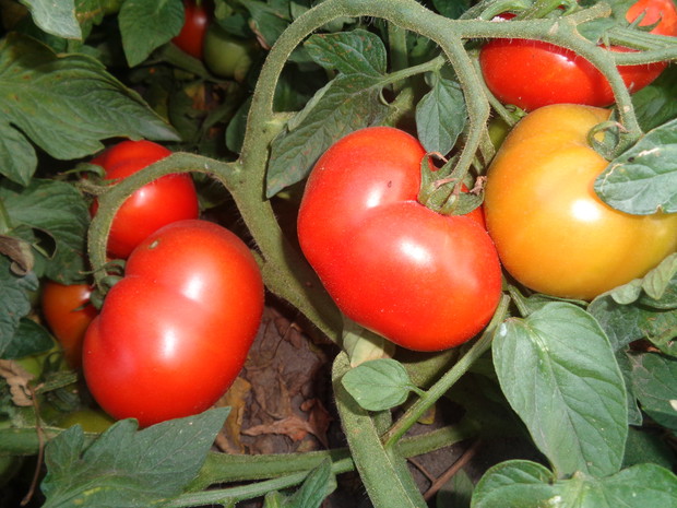 Aromatyczne pomidory.