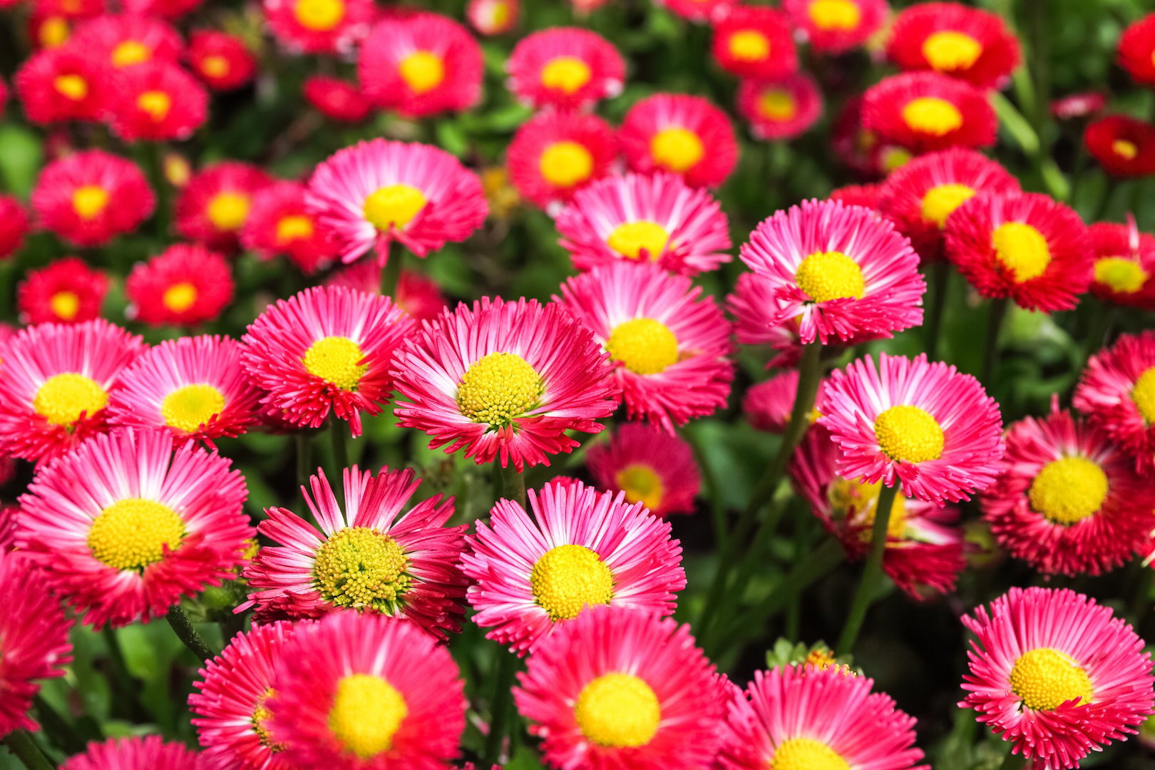 Aster chiński (zdj.: Fotolia.com)