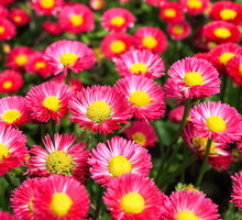 Aster chiński (zdj.: Fotolia.com)