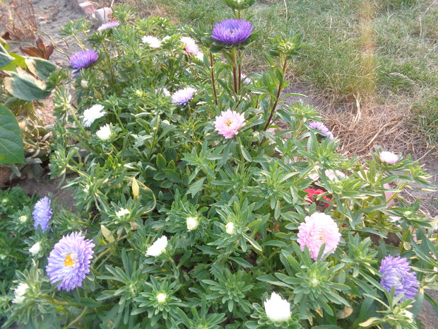 Astry królowe sierpnia .