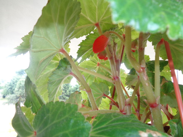 Begonia.
