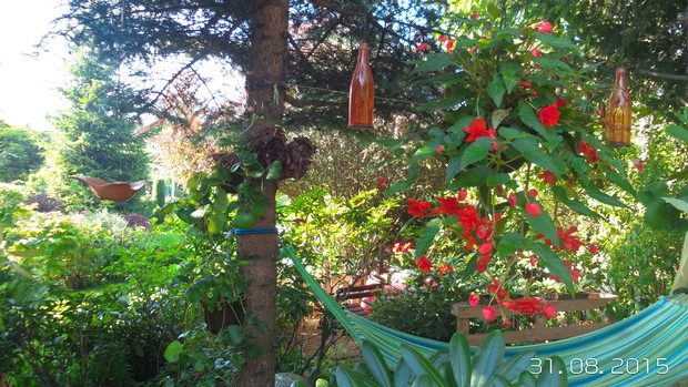 begonie sa tu co roku - zdobia ogrodek do pierwszych przymrozkow