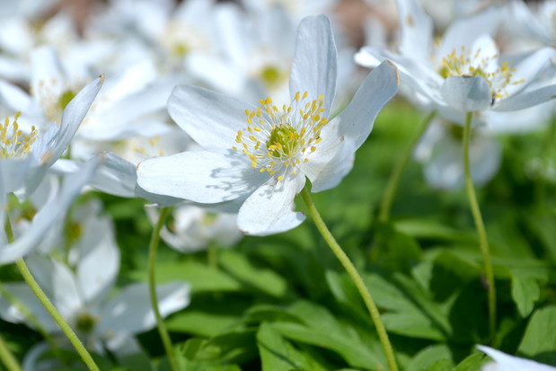 Białe Zawilce(zdj.: Fotolia.com)