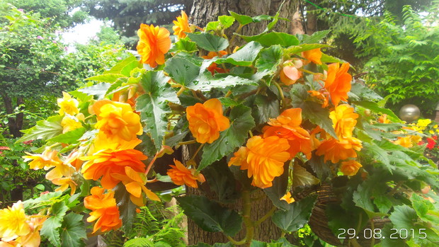 cudowny kolor begonii