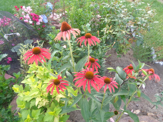 Czerwona jeżówka .