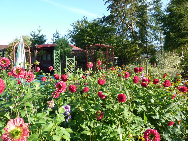 Czerwone dalie zawładnęły rabatę. 