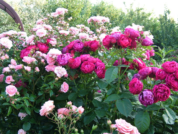 Czy można je nie kochać