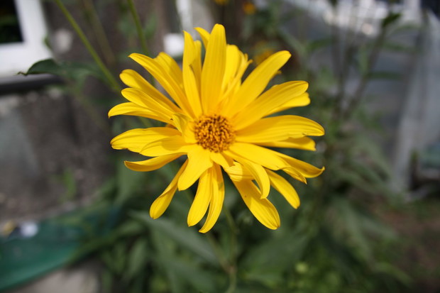 Czy to jest topinambur (słonecznik bulwiasty) ? Jeśli Państwo wiecie, proszę o odpowiedź w komentarzach.