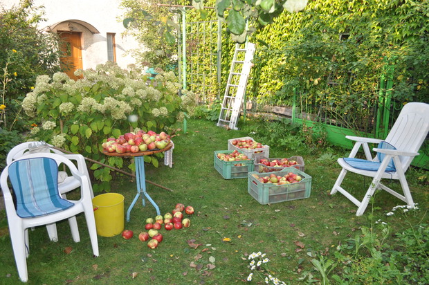 dary od jabłonki(przedwojenna,posadzona przez moich Dzadków)