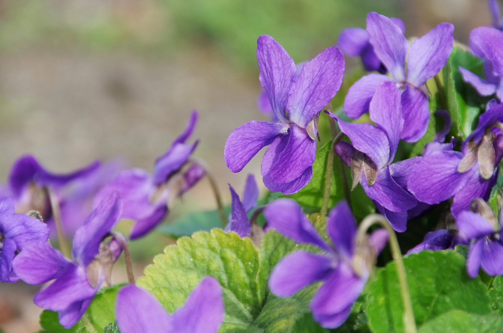 Fiołek wonny (Viola odorata) (zdj.: Fotolia.com)