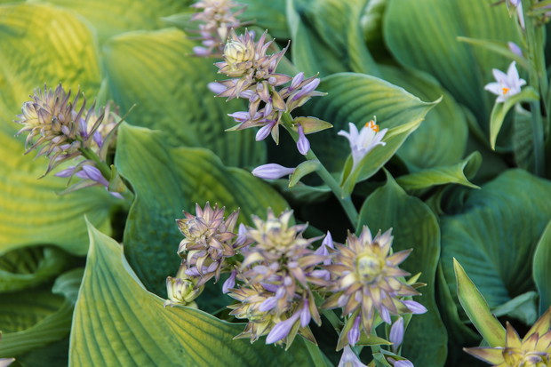 Funkie (zdj.: Fotolia.com)