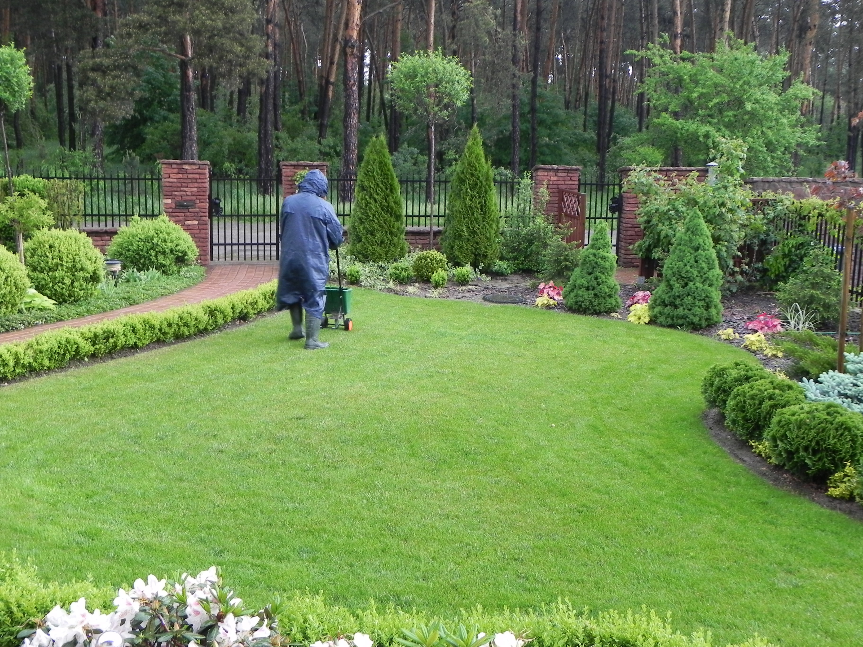 Gospodarz w trakcie nawożenia niczym szpieg z Krainy Deszczowców :)