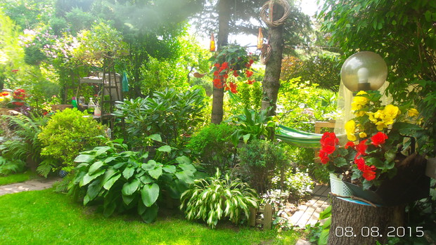 i wysokie i prawie przy ziemi - jakos wszystkie roślinki z sobą wspolgraja