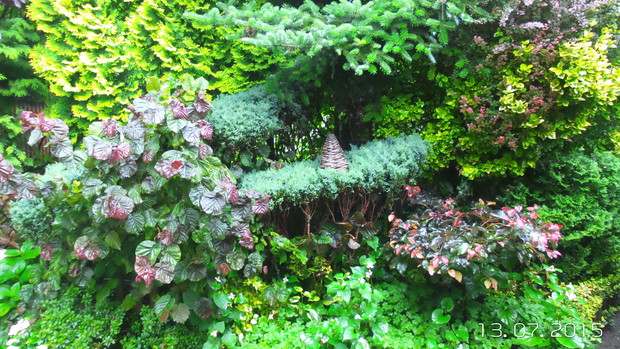 Jeden z zywoplotow - jest zywotnikowo-lisciasty 