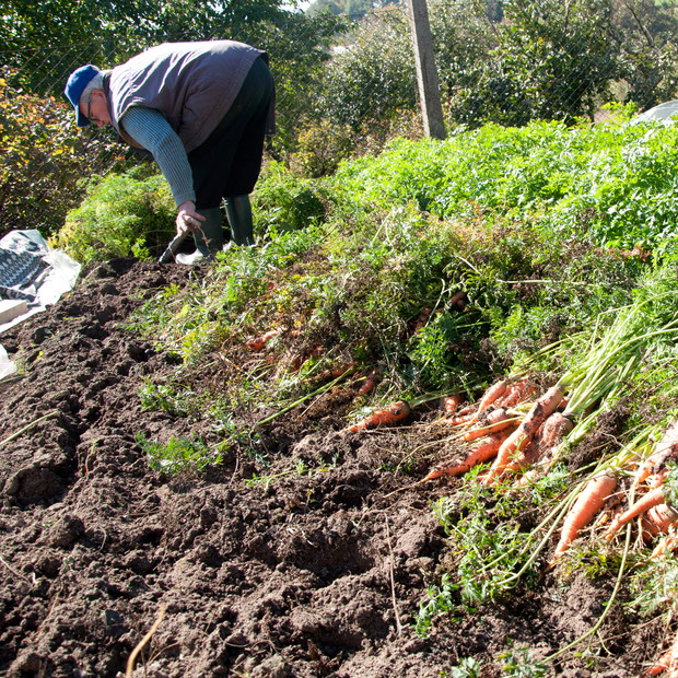 Jesienne wykopywanie marchewki.