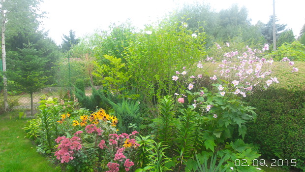 jeszcze jedna z rabat - teraz na niej jest rozowo