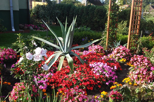 jeszcze wszystko pięknie kwitnie