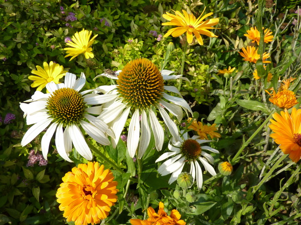Jeżówki w sąsiedztwie nagietek.