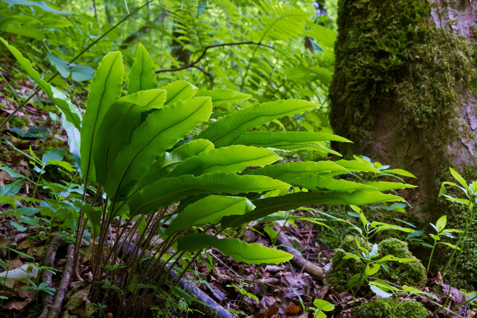 Języcznik zwyczajny / (zdj.: Fotolia.com)