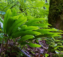 Języcznik zwyczajny / (zdj.: Fotolia.com)