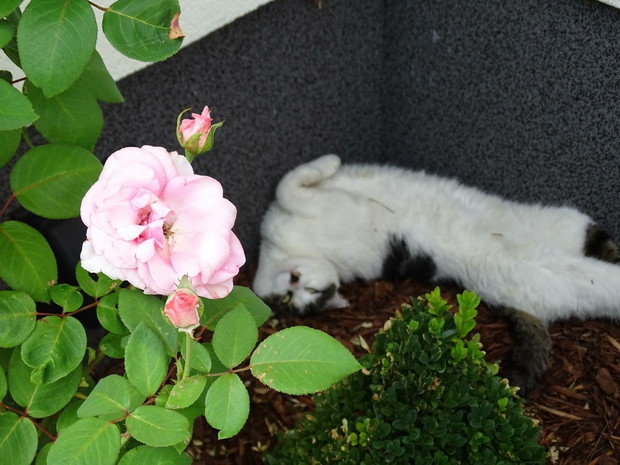 Julka członek rodziny