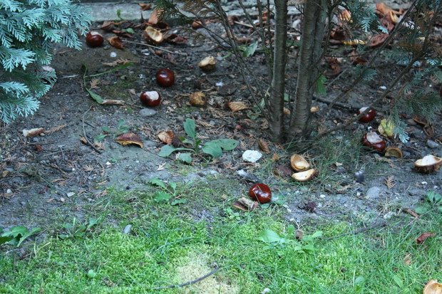 Kasztanowiec daje mi takie prezenty do mojego ogrodu :)