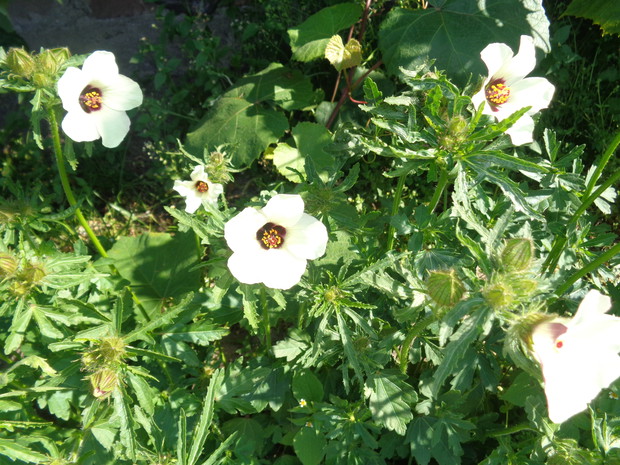 Ketmia południowa .